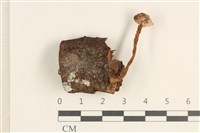 藏品(集毛菌屬)的圖片