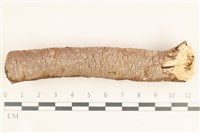 藏品(刺革菌屬)的圖片