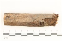 藏品(刺皮菌屬)的圖片