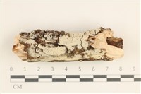 藏品(絲齒菌屬)的圖片