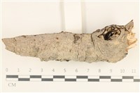 藏品(刺皮菌屬)的圖片