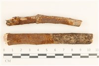 藏品(刺革菌屬)的圖片