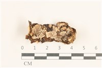 藏品(刺皮菌屬)的圖片