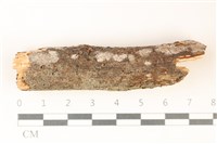 藏品(刺皮菌屬)的圖片