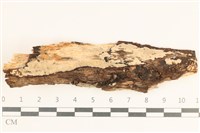 藏品(多年臥孔菌屬)的圖片