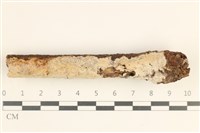 藏品(顯絲菌屬)的圖片