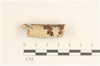 藏品(顯絲菌屬)的圖片