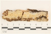 藏品(擬筍殼菌屬)的圖片