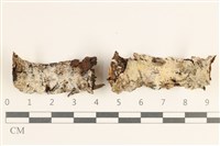 藏品(擬筍殼菌屬)的圖片