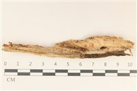 藏品(顯絲菌屬)的圖片