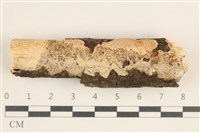 藏品(容氏菌屬)的圖片