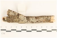 藏品(刺皮菌屬)的圖片