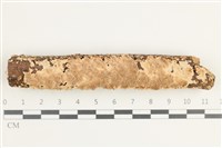 藏品(齒耳菌屬)的圖片