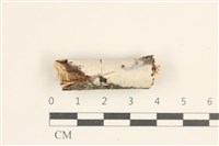 藏品(絲皮菌屬)的圖片