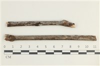 藏品(粗糙孢菌屬)的圖片