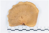 藏品(多孔菌屬)的圖片