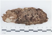 藏品(地星屬)的圖片