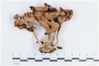 藏品(杯傘屬)的圖片