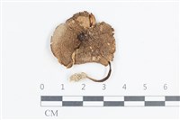 藏品(粉褶菌屬)的圖片