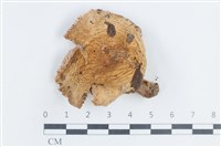 藏品(紅菇屬)的圖片