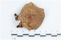 藏品(紅菇屬)的圖片