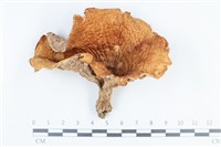 藏品(乳菇屬)的圖片