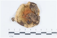 藏品(紅菇屬)的圖片