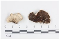 藏品(多孔菌屬)的圖片