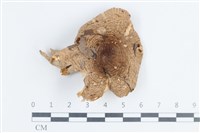 藏品(紅菇屬)的圖片