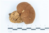 藏品(禿馬勃屬)的圖片