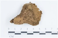 藏品(禿馬勃屬)的圖片