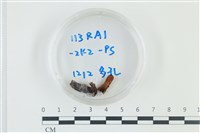 藏品()的圖片