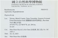 藏品(濕傘屬)的圖片
