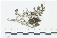 藏品()的圖片