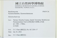 藏品(刺革菌屬)的圖片