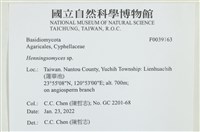 藏品()的圖片