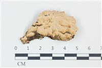 藏品(卵孢木齒菌)的圖片