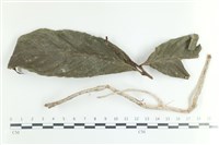 藏品(阿根廷柱擔菌)的圖片