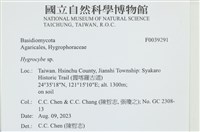 藏品(濕傘屬)的圖片
