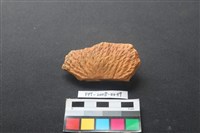 藏品(陶罐)的圖片