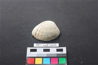 藏品(貝殼)的圖片