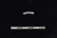 藏品(陶環)的圖片