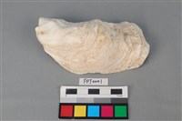 藏品(長牡蠣)的圖片