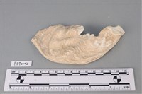 藏品(貝殼)的圖片