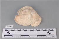 藏品(貝殼)的圖片