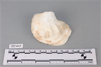 藏品(貝殼)的圖片