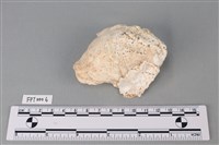 藏品(貝殼)的圖片