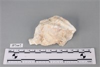 藏品(貝殼)的圖片