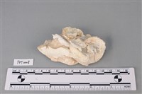 藏品(貝殼)的圖片