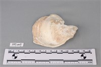 藏品(貝殼)的圖片